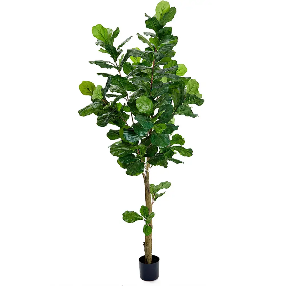Mr Plant, Violfigen 210 cm