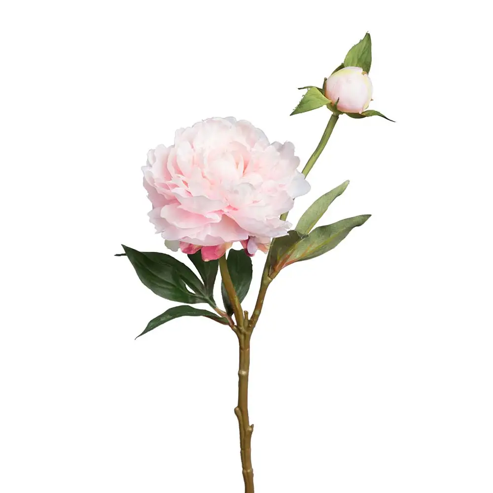 Mr Plant, Pæon 35 cm Lyserød