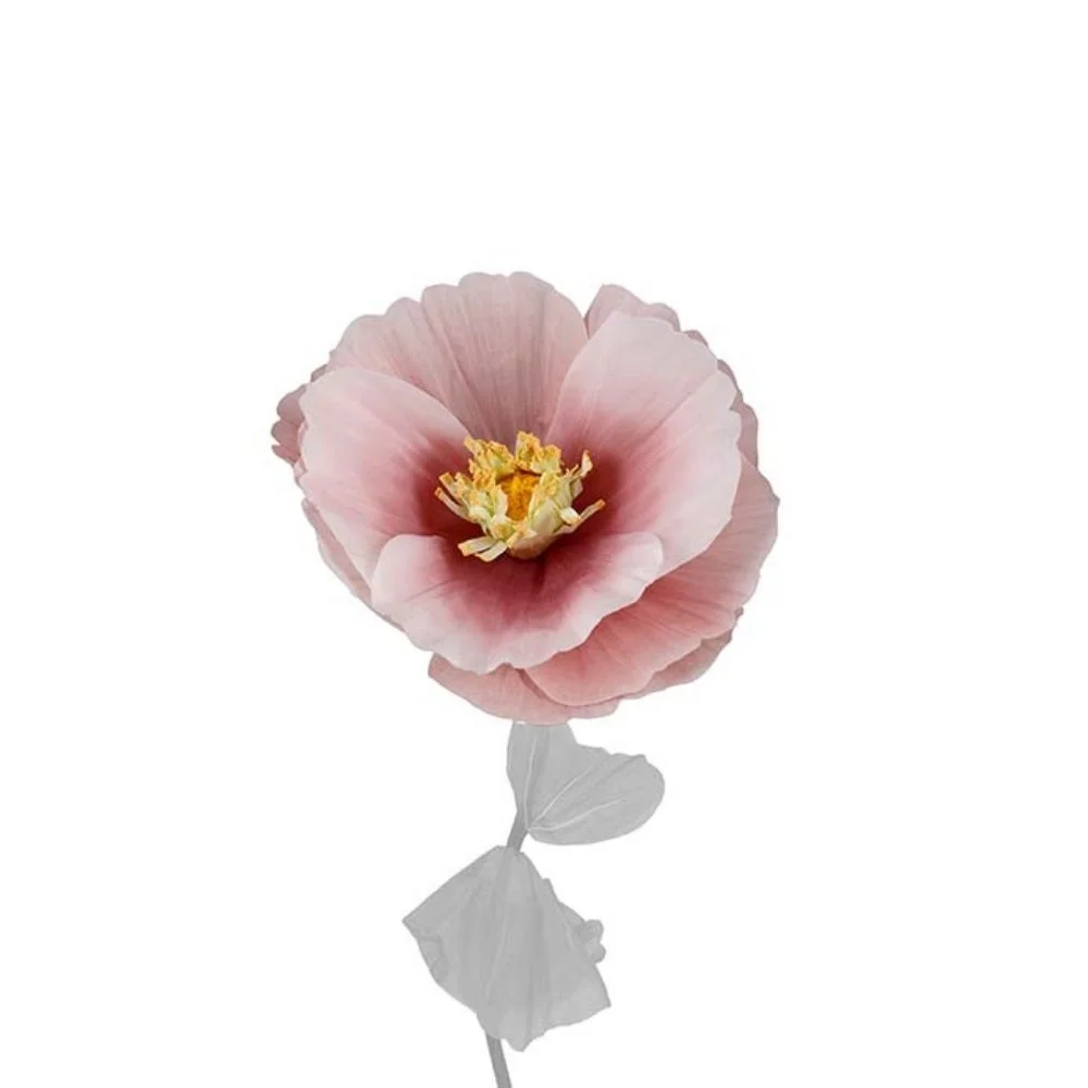 Mr Plant, Blomst Signe Pink