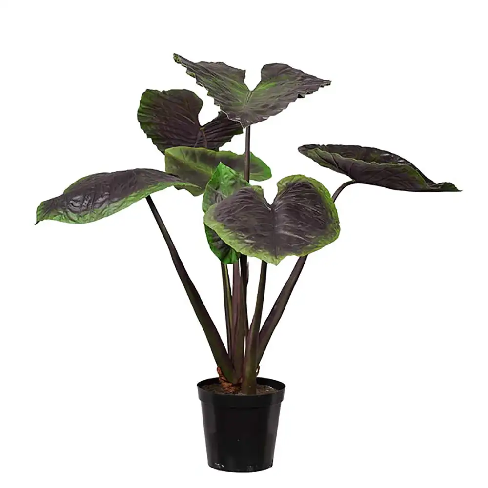 Mr Plant, Alocasia Træ 130 cm