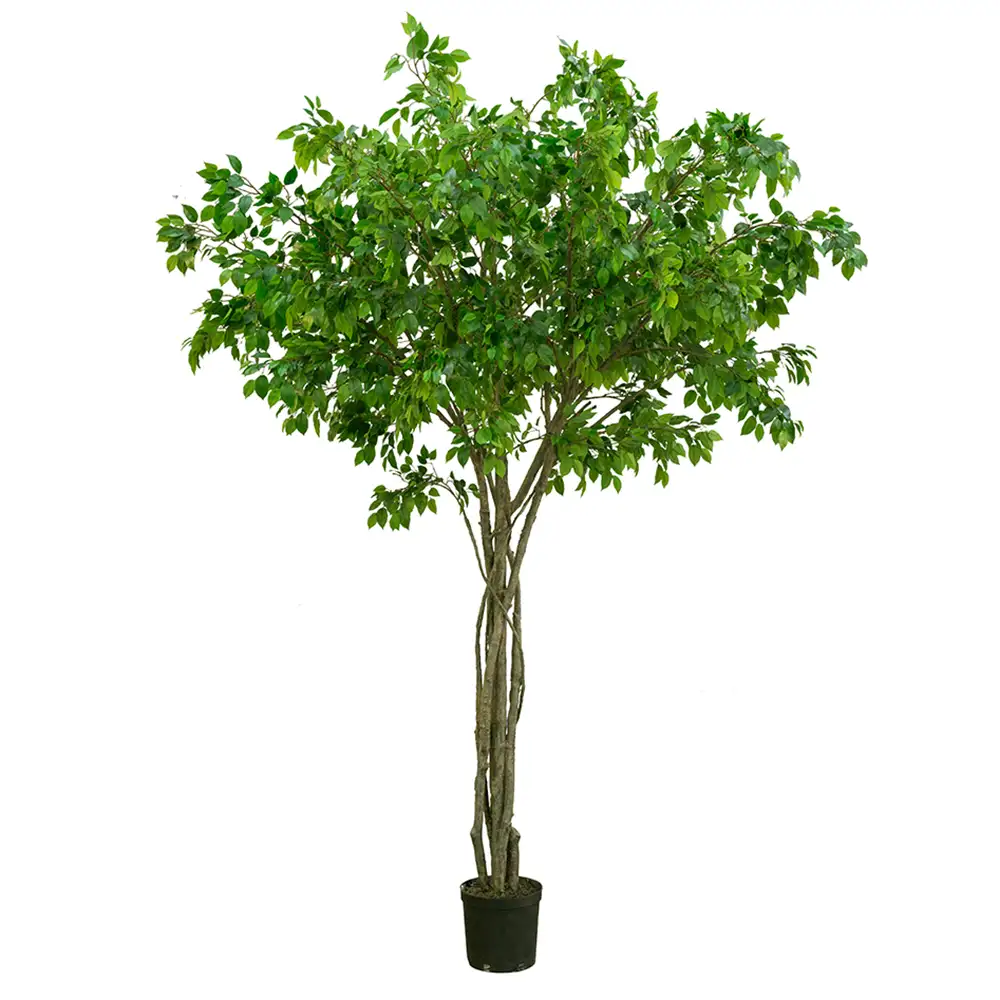 Mr Plant, Benjaminfigen 330 cm