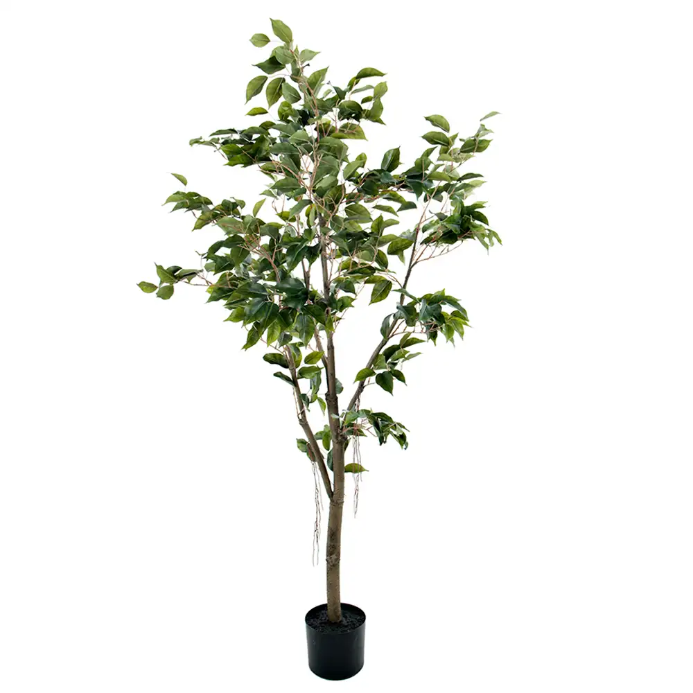 Mr Plant, Benjaminfigen 180 cm