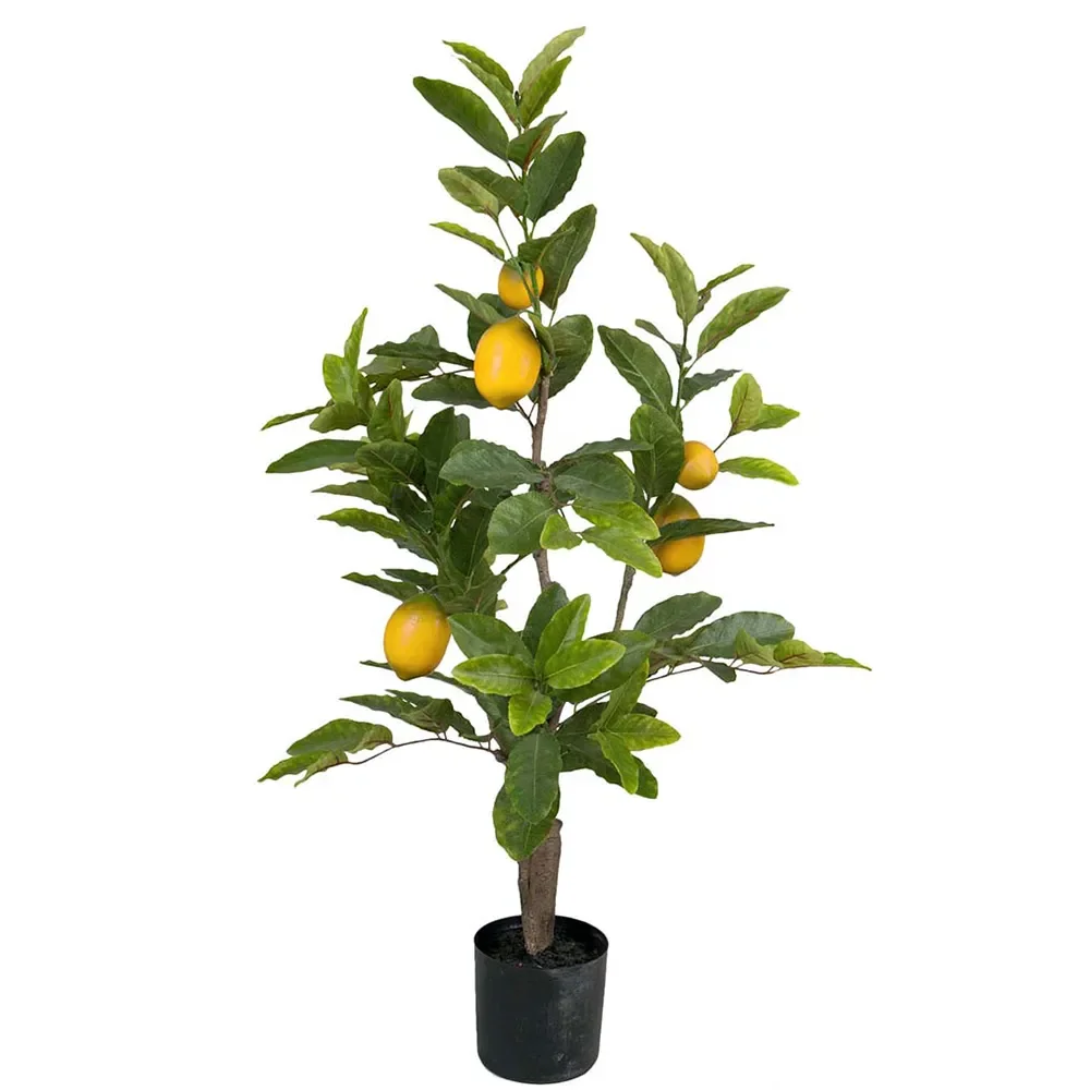 Mr Plant, Citrontræ 90 cm