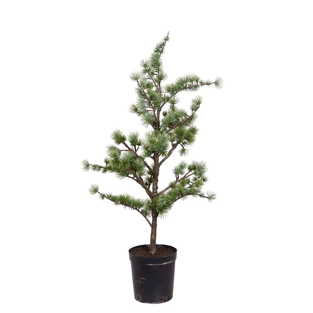 Mr Plant, Cedertræ i potte 80 cm