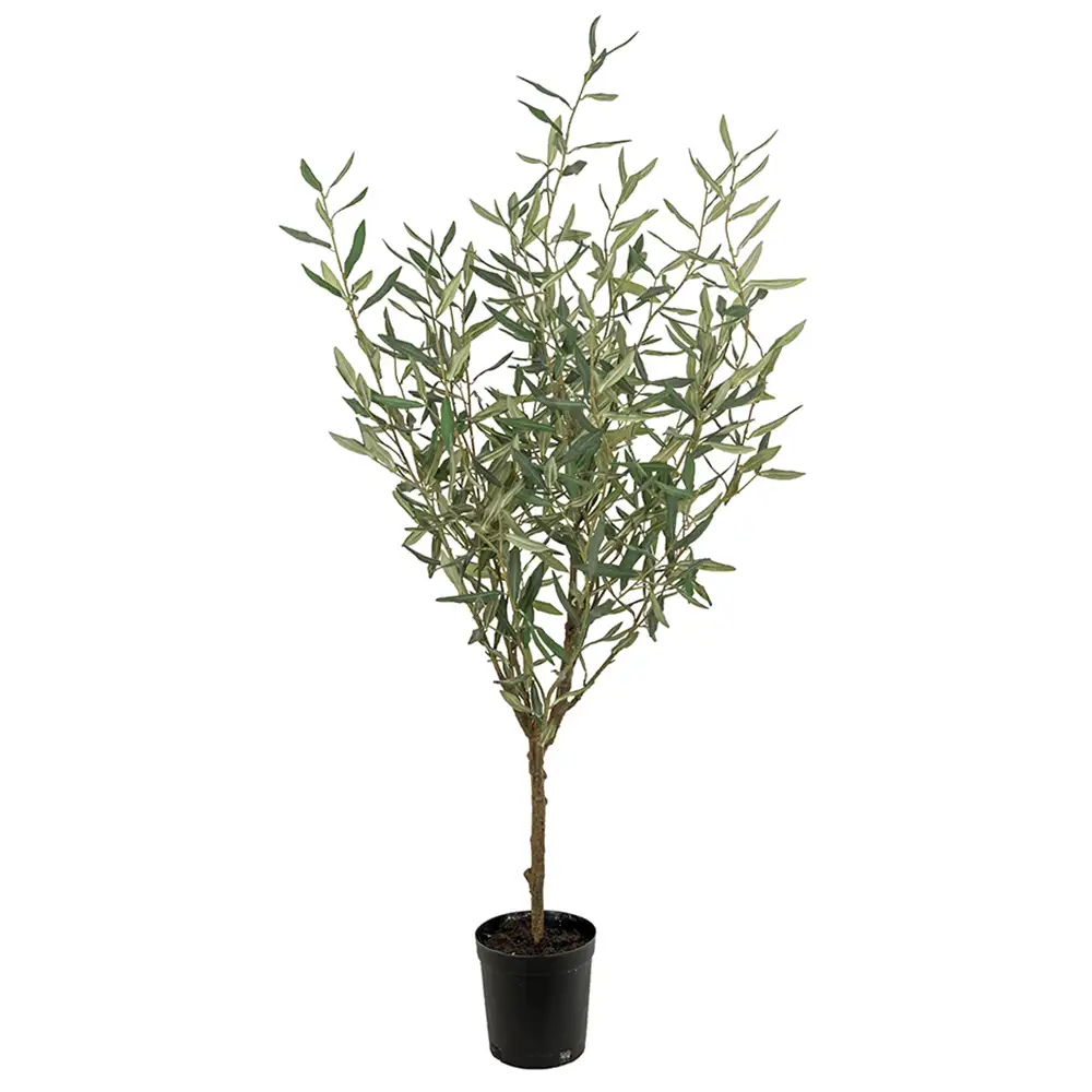 Mr Plant, Oliventræ 130 cm