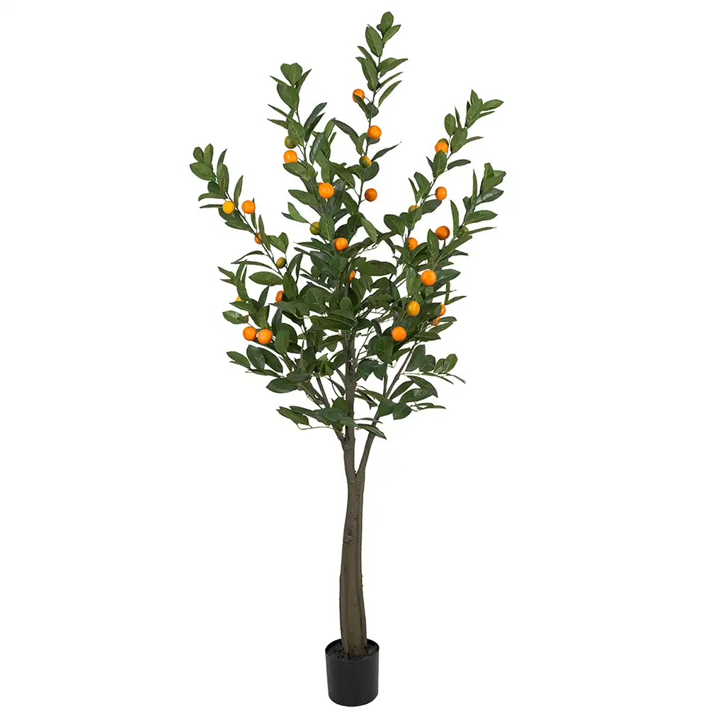 Mr Plant, Citrustræ 180 cm