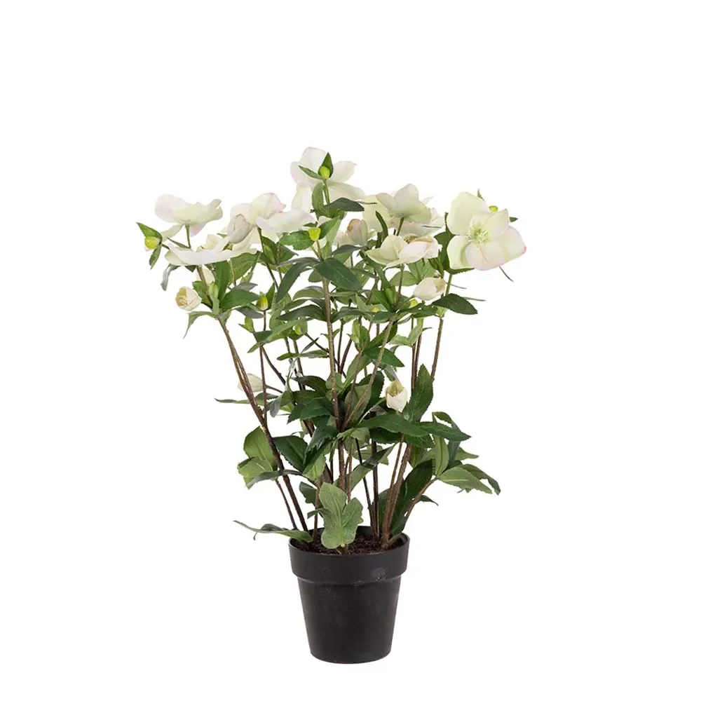 Mr Plant, Helleborus i potte 55 cm hvid