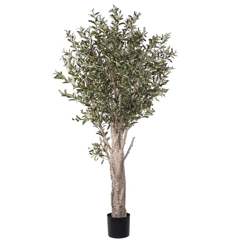 Mr Plant, Oliventræ 190 cm
