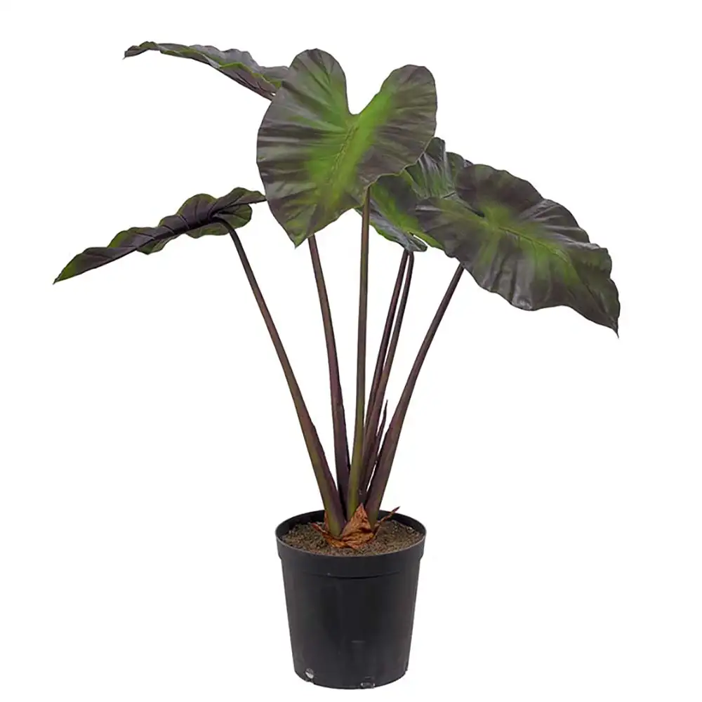 Mr Plant, Alocasia Træ 100 cm