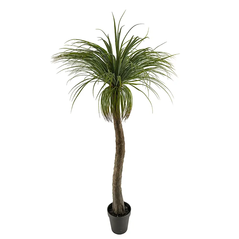 Mr Plant, Flaskelilje 180 cm