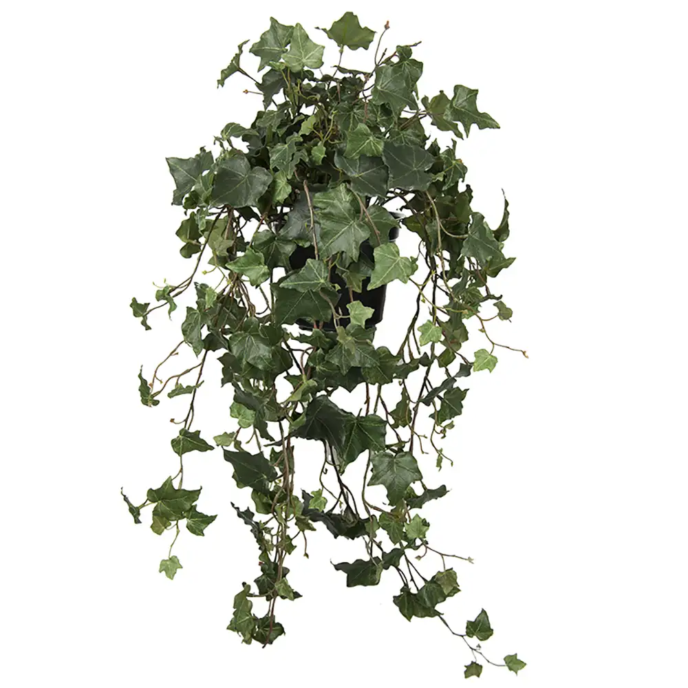 Mr Plant, Vedbend 75 cm