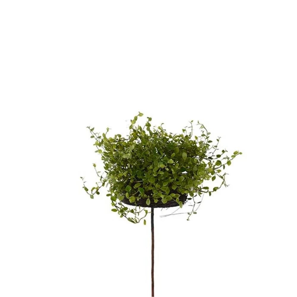Mr Plant, Muehlenbeckia 28 cm