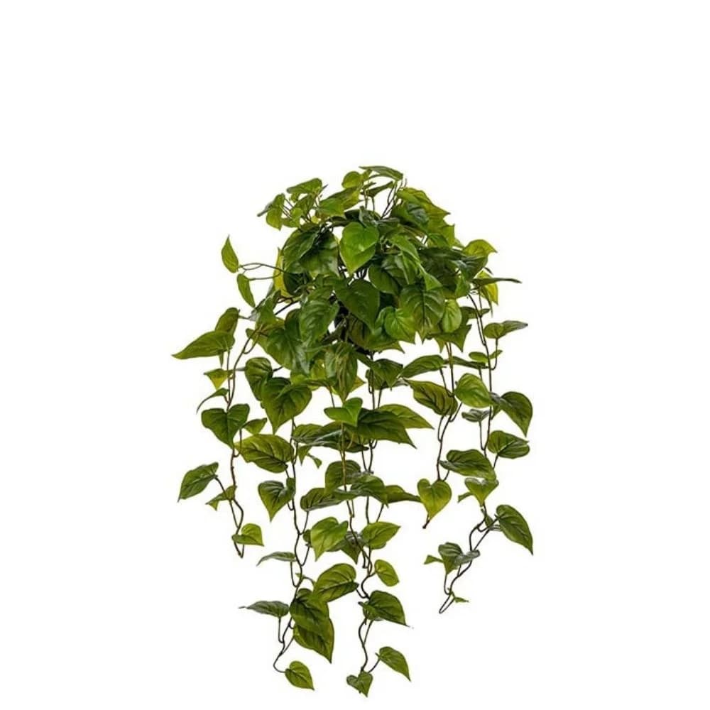 Mr Plant, Guldranke Grøn 30 cm