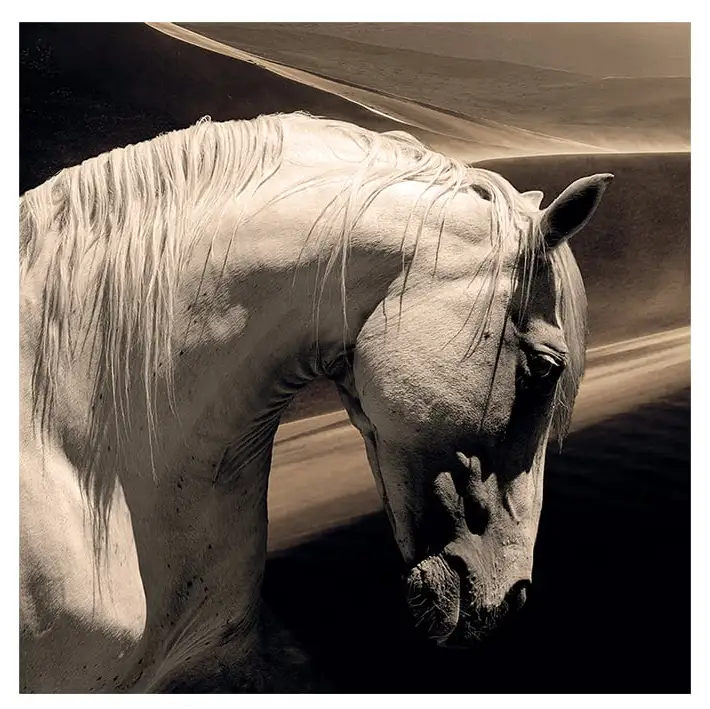 Artwood, Vægdekoration Arabian Horse 120x120 cm Artwood