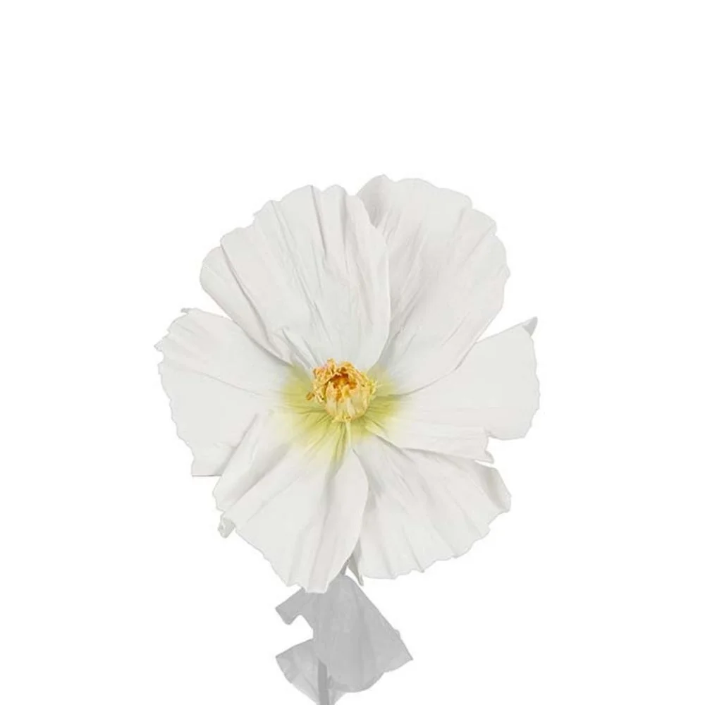 Mr Plant, Blomst Lykke White
