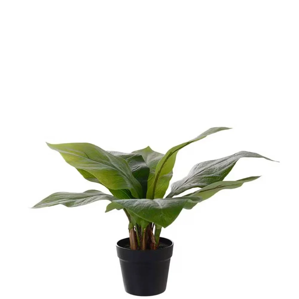 Mr Plant, Anthurium Grøn Potteplante 45 cm