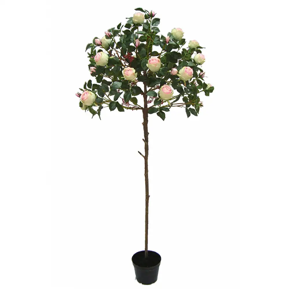 Mr Plant, Rosentræ 170 cm