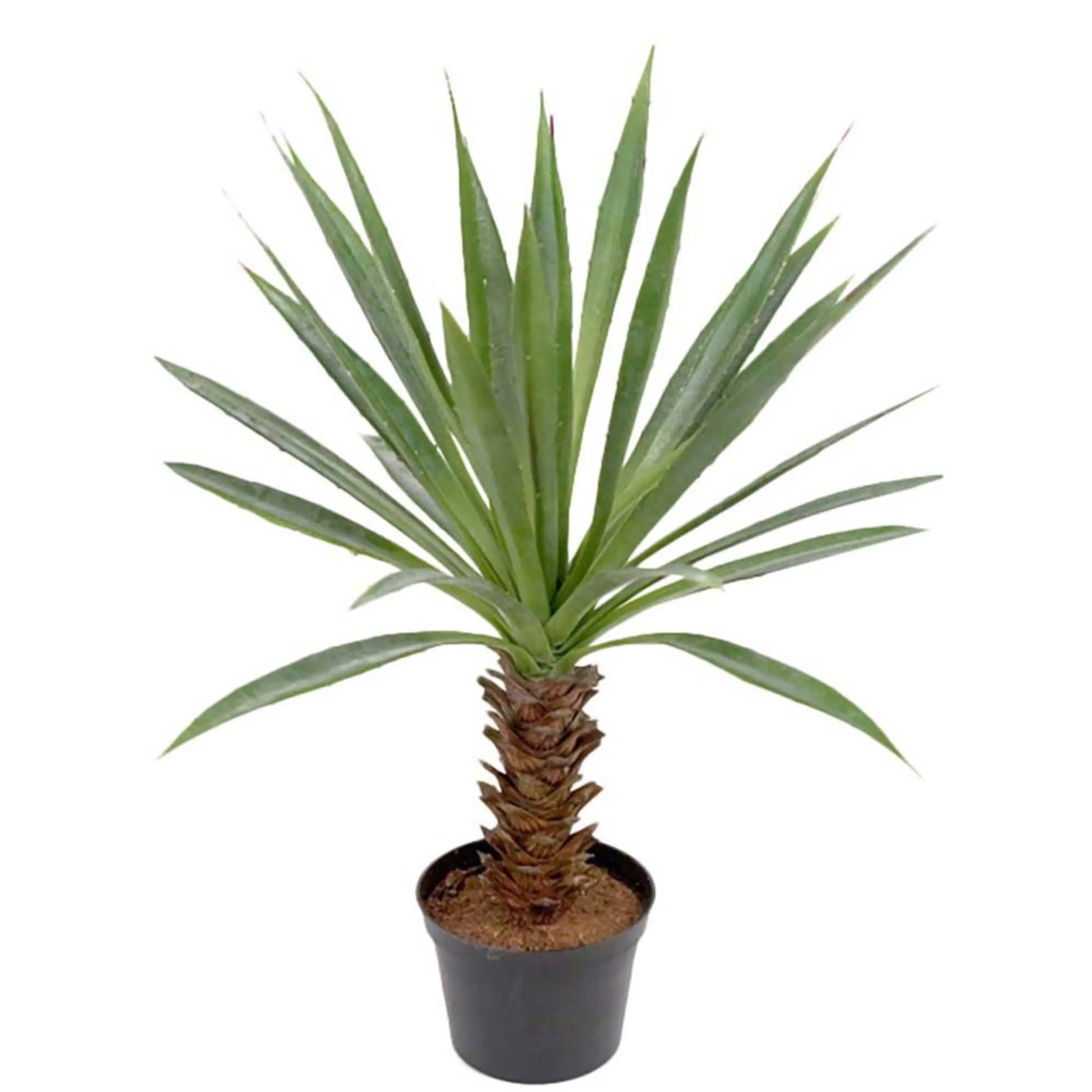 Mr Plant, Agave grøn 44 cm