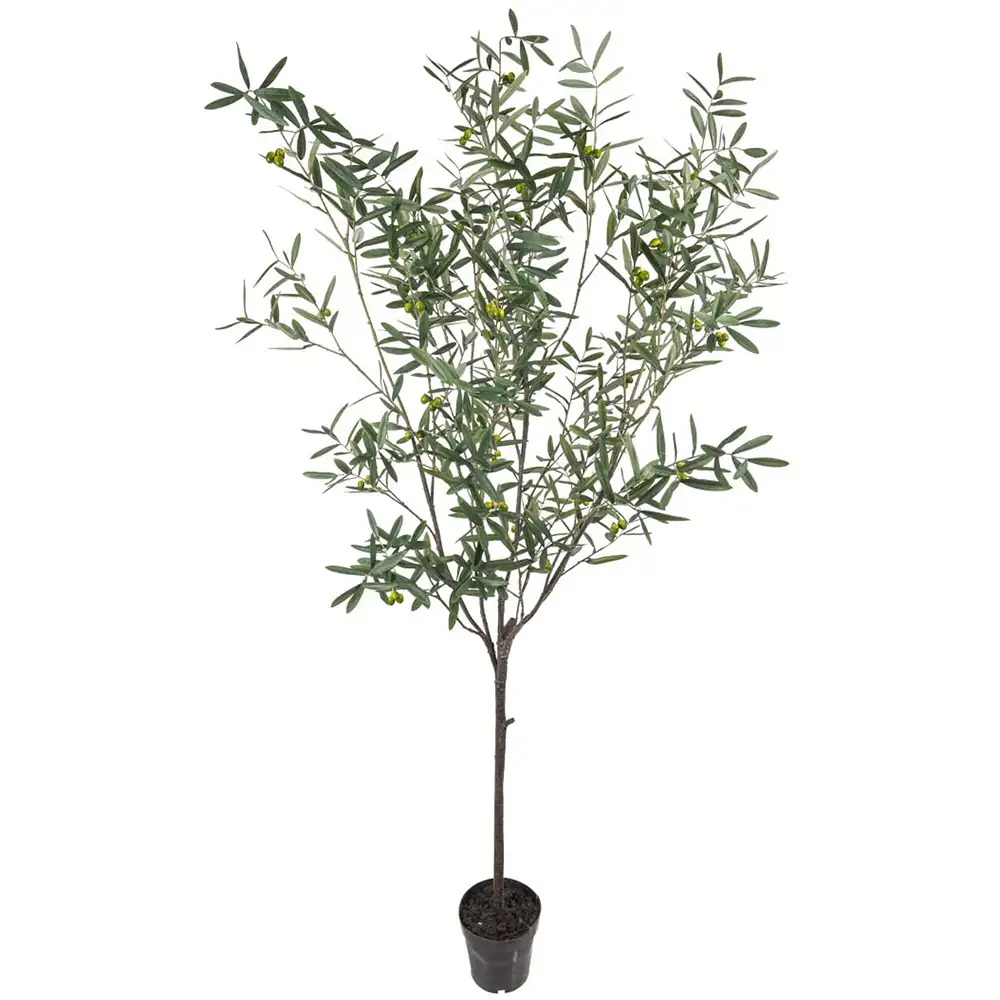 Mr Plant, Oliventræ 230 cm