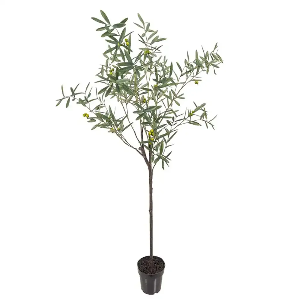Mr Plant, Oliventræ 170 cm