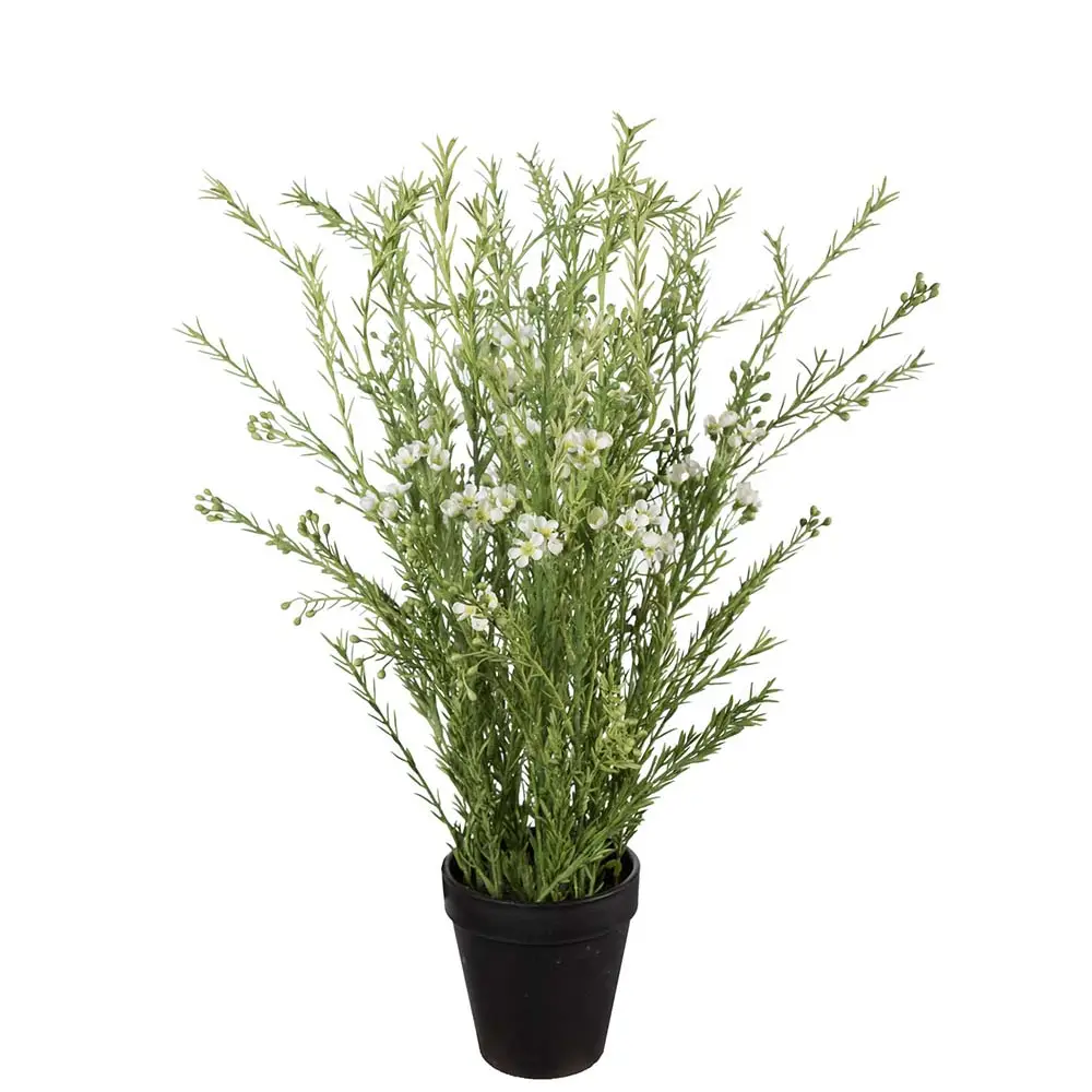 Mr Plant, Voks blomsterpotteplante 55 cm Hvid