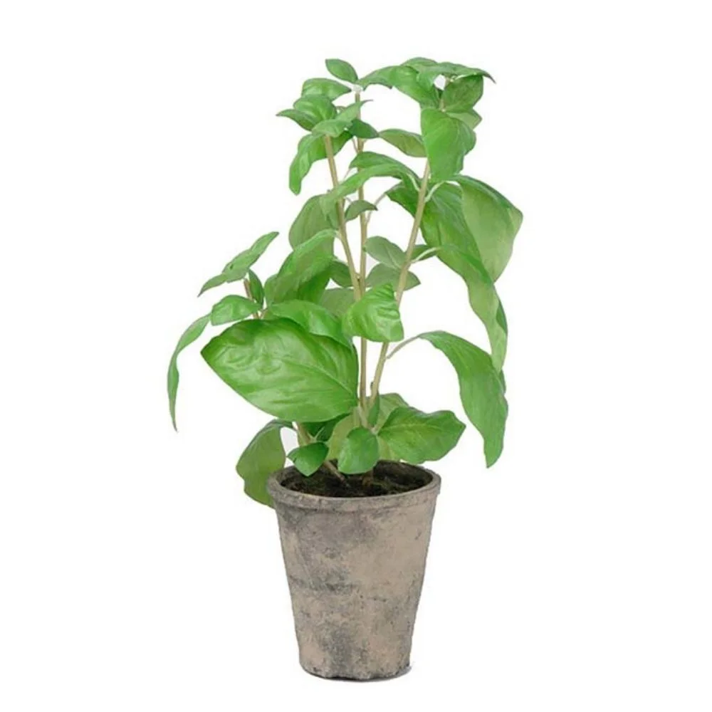 Mr Plant, Basilikum Grøn 38 cm