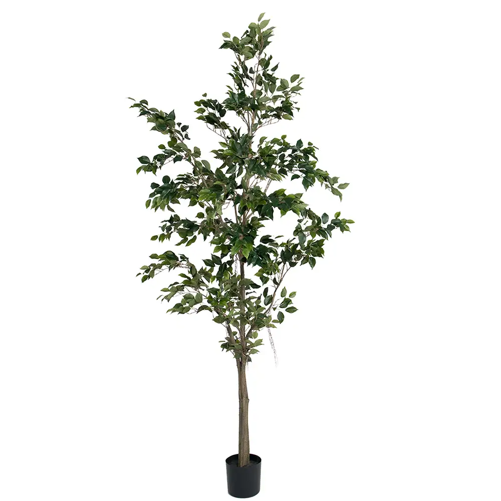 Mr Plant, Benjaminfigen 240 cm