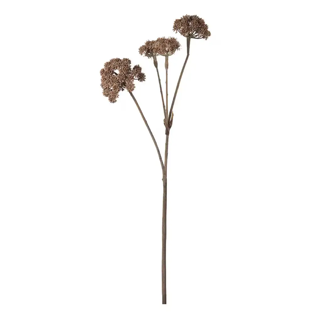 Mr Plant, Angelica Brown Snitplante 125 cm