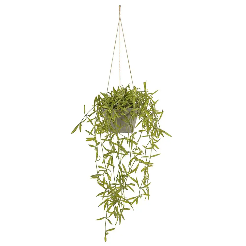 Mr Plant, Hoya Hængeplante 20 cm