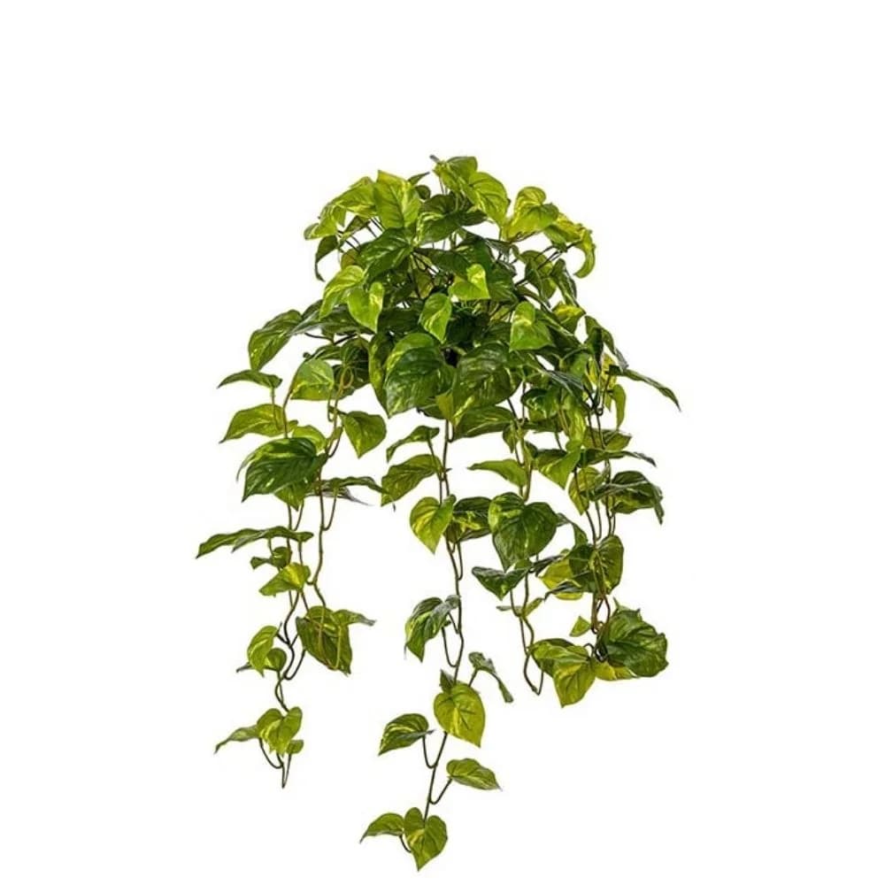 Mr Plant, Guldranke Grøn 30 cm