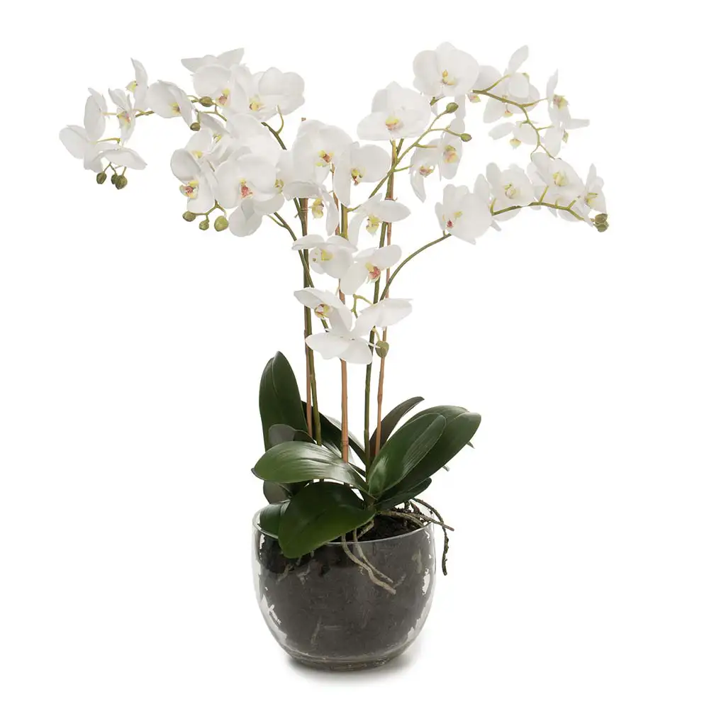 Mr Plant, Phalaenopsis Orkide 70 cm Hvid