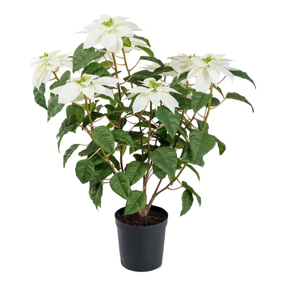 Mr Plant, Julestjerne