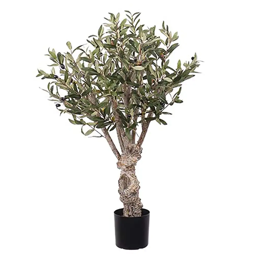 Mr Plant, Oliventræ 80 cm