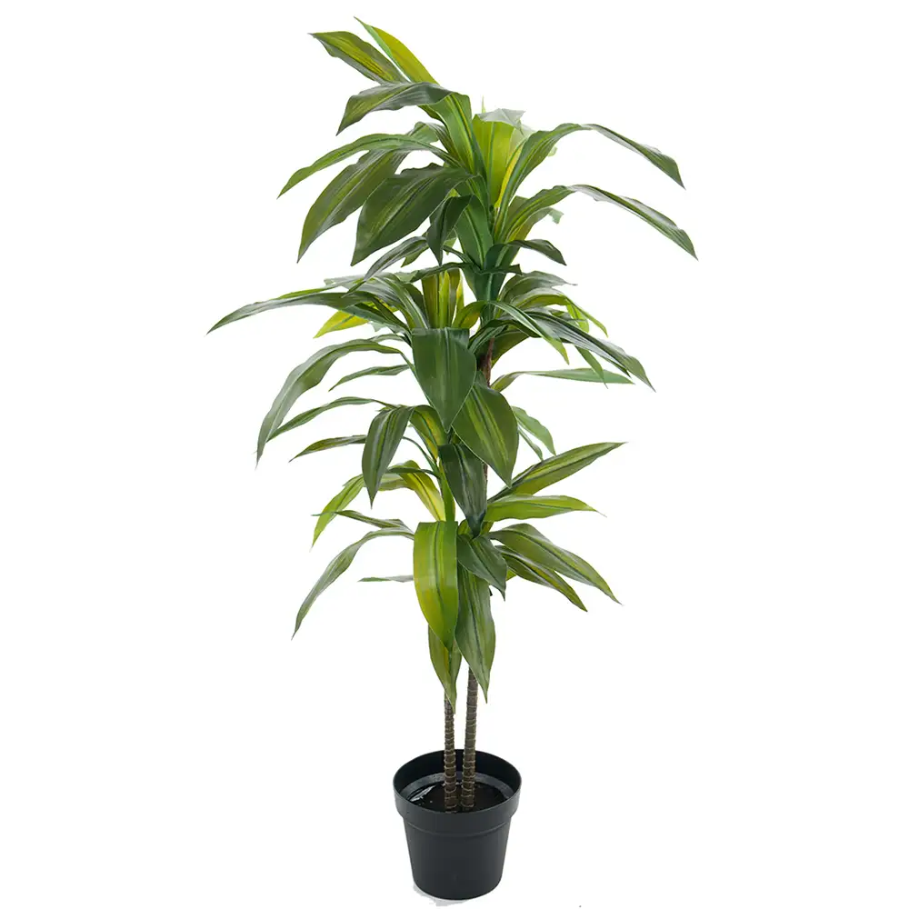 Mr Plant, Dracena Træ 100 cm