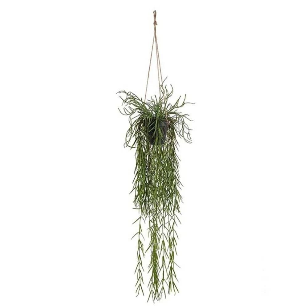 Mr Plant, Rhipsalis