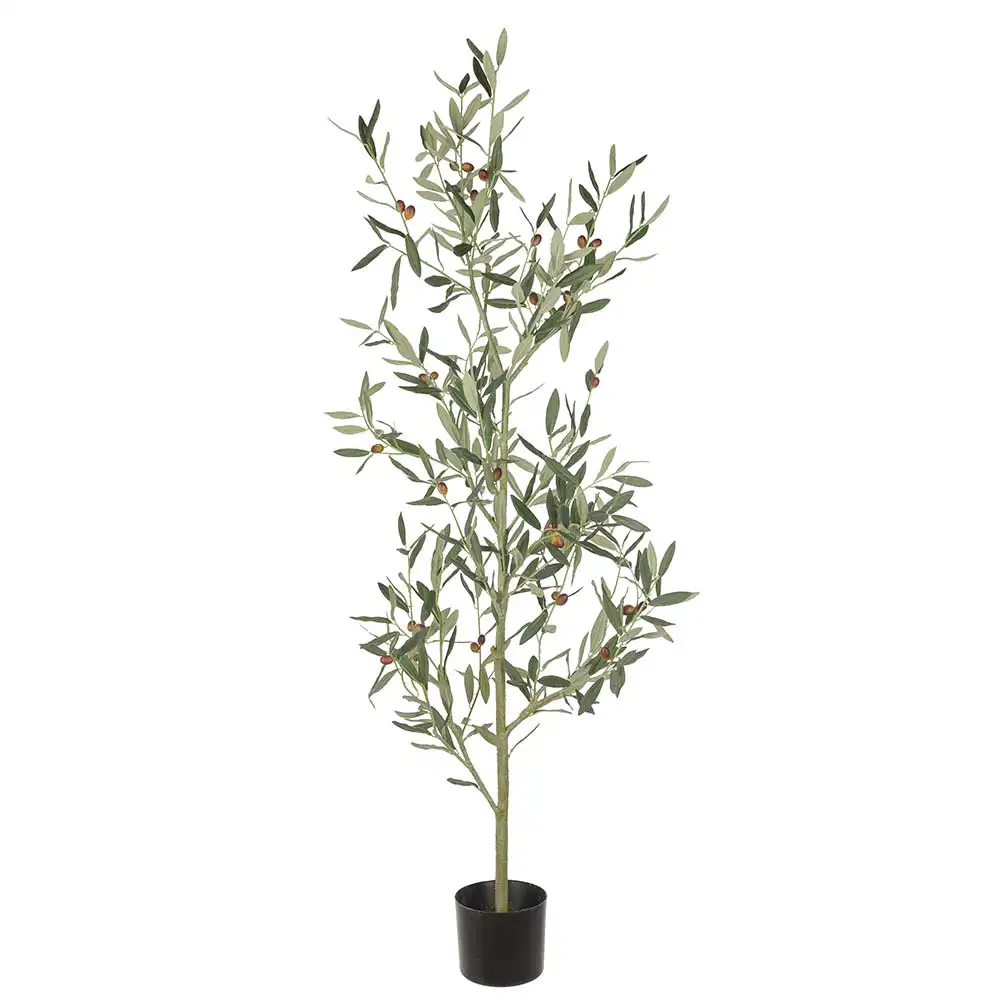Mr Plant, Oliventræ 140 cm
