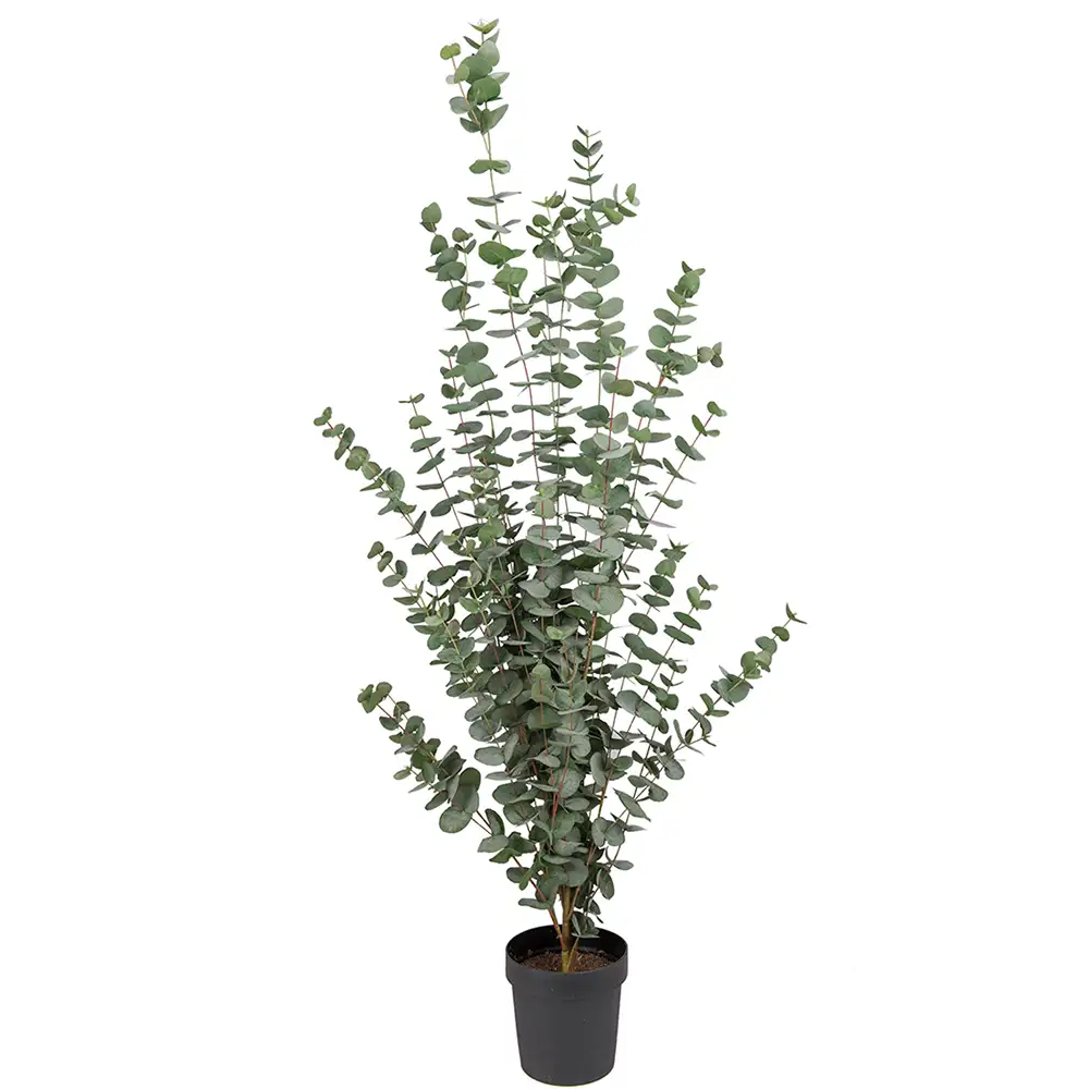 Mr Plant, Eukalyptustræ 170 cm