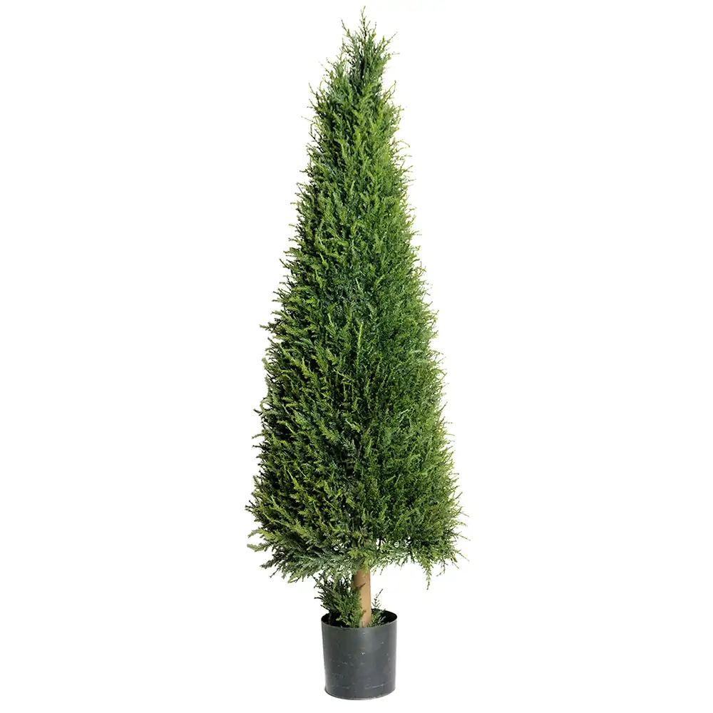 Mr Plant, Grantræ 165 cm