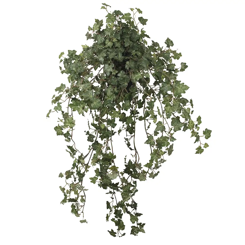 Mr Plant, Vedbend 85 cm