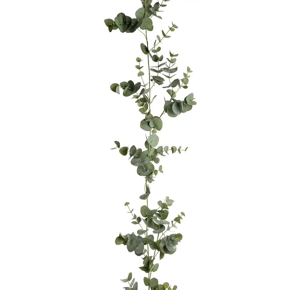 Mr Plant, Eukalyptus guirlande