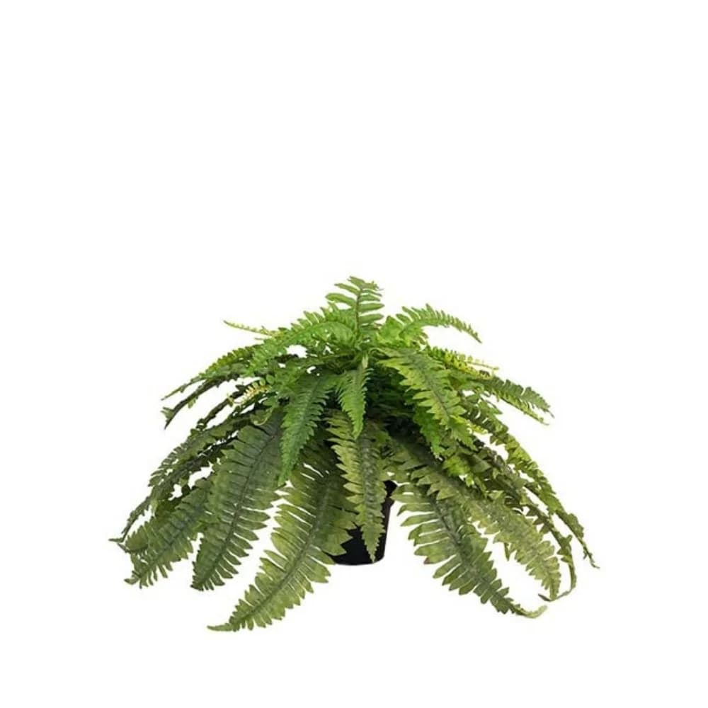 Mr Plant, Bregne Grøn 40 cm