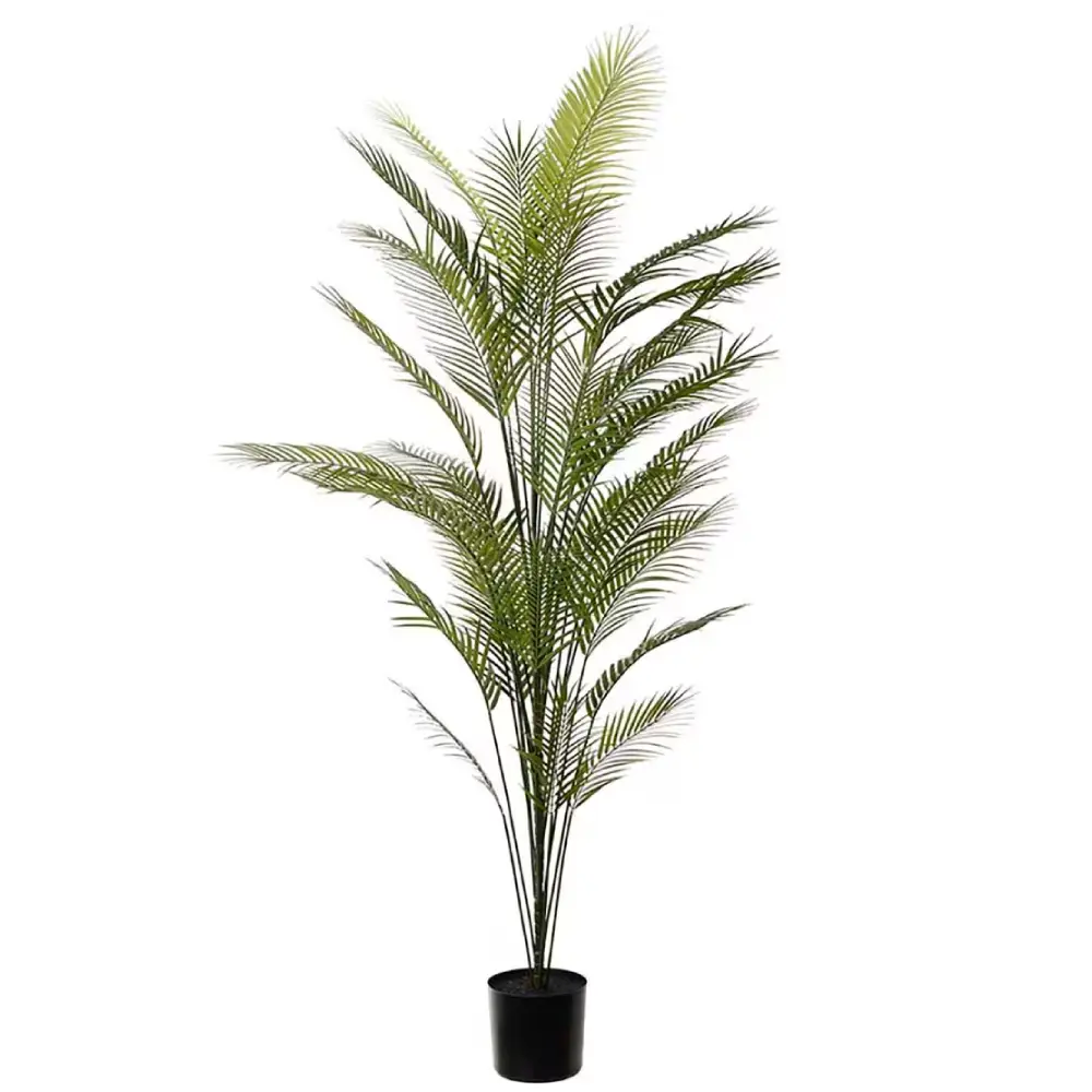 Mr Plant, Bjergpalme Grøn Potteplante 210 cm