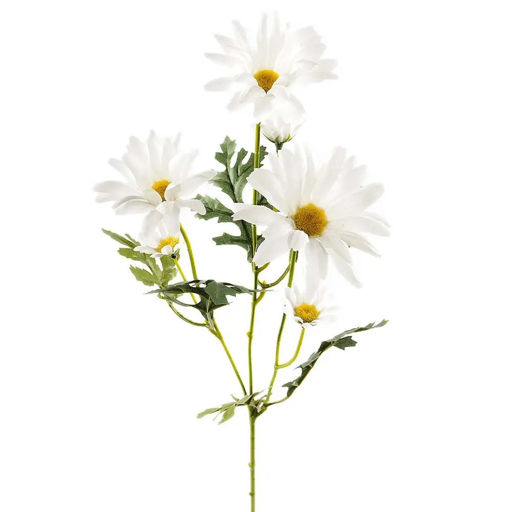 Mr Plant, Snitblomst Marguerit 50 cm Hvid