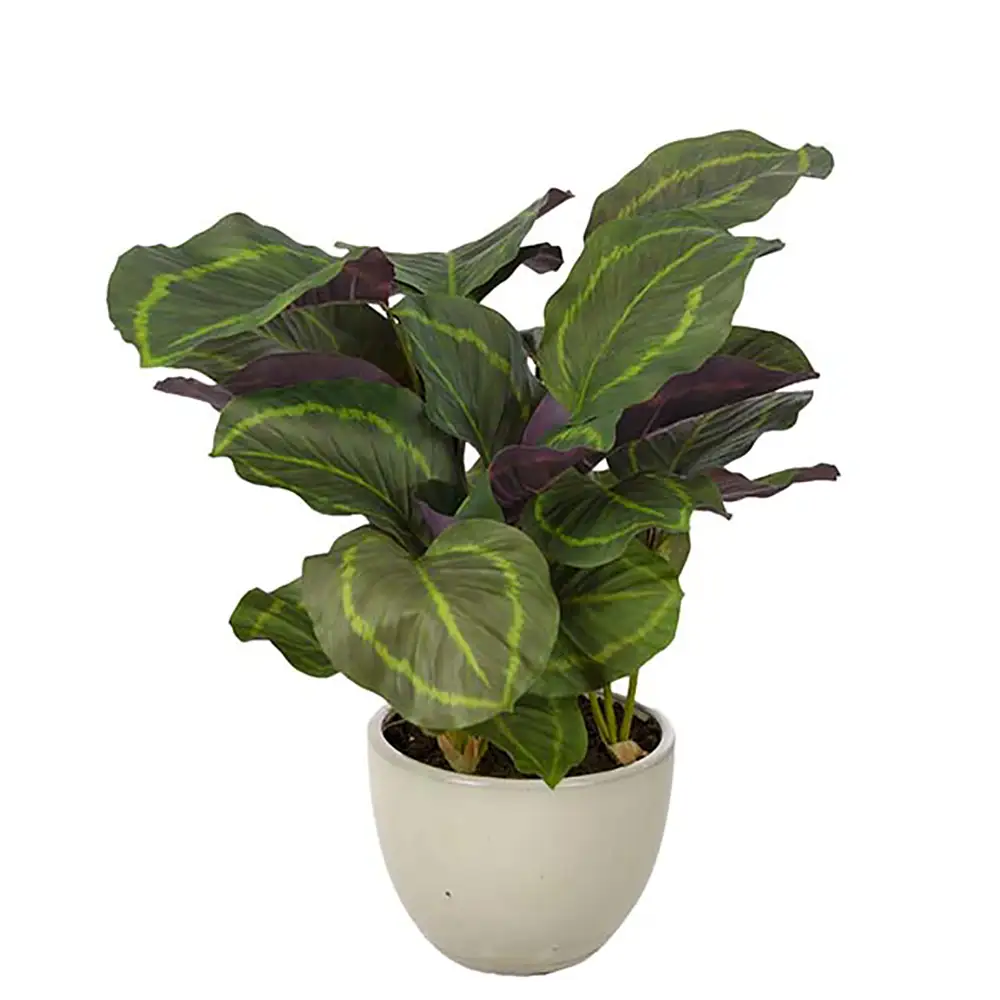 Mr Plant, Calathea Potteplante 65 cm