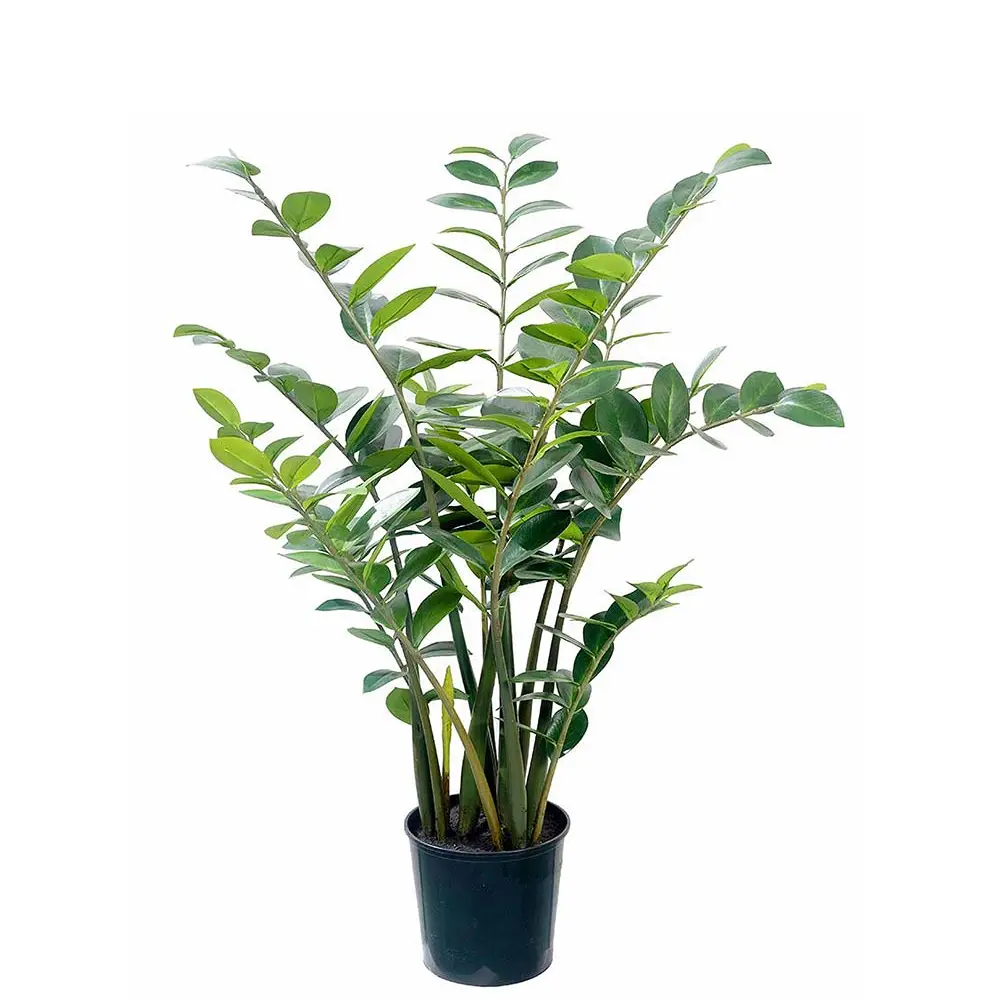 Mr Plant, Zamifolia i potte 130 cm