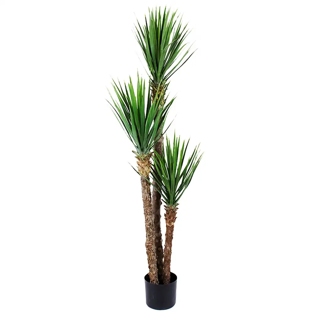 Mr Plant, Yucca Rostrata Træ 150 cm