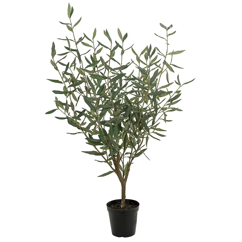 Mr Plant, Oliventræ 100 cm