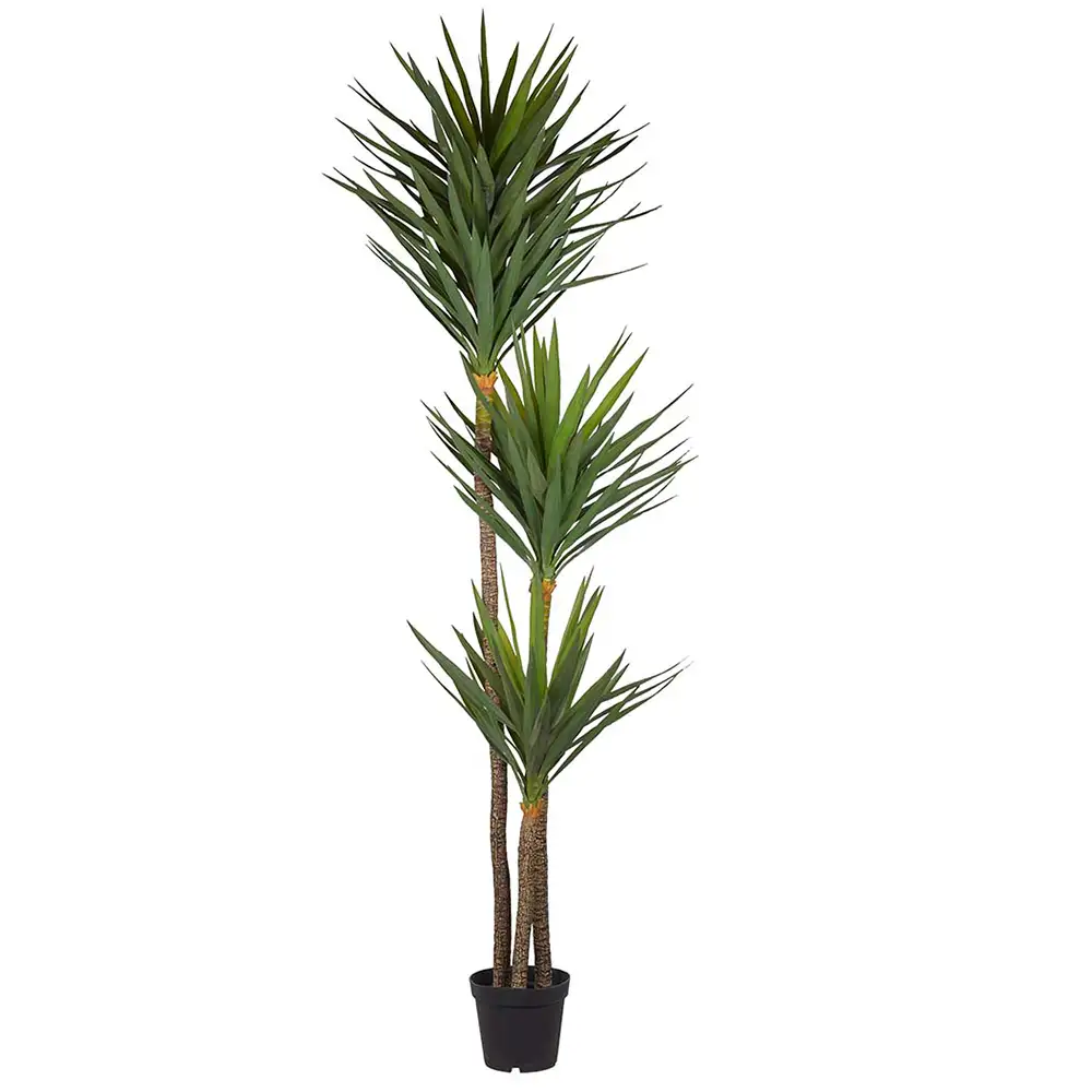 Mr Plant, Yucca Træ 250 cm