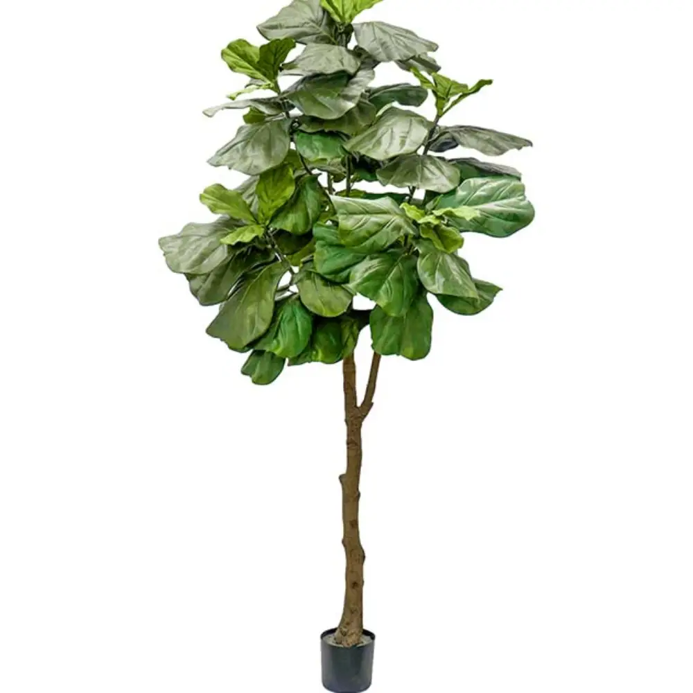 Mr Plant, Fiolinfigen krukke 240 cm