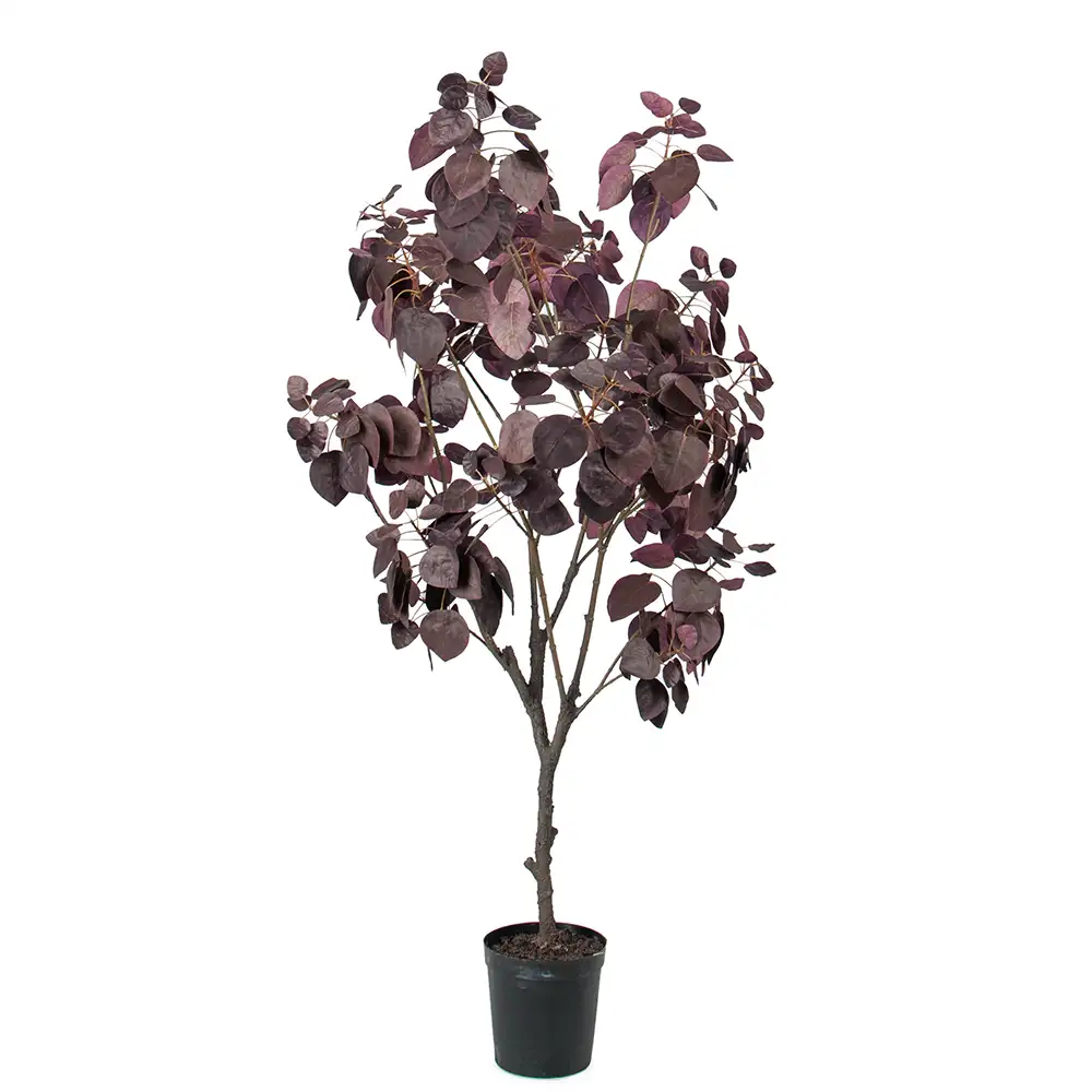 Mr Plant, Cotinus Træ 140 cm